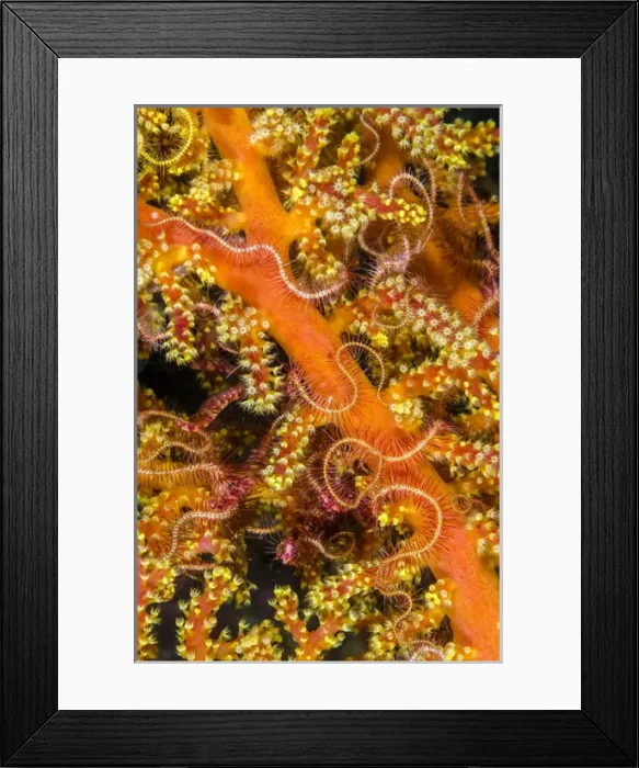 Framed Print : Indonesia, Alor Island, Bacatan Wall. Close-up of sea star Framed Print : Indonesia, Alor Island, Bacatan Wall. Close-up of sea star