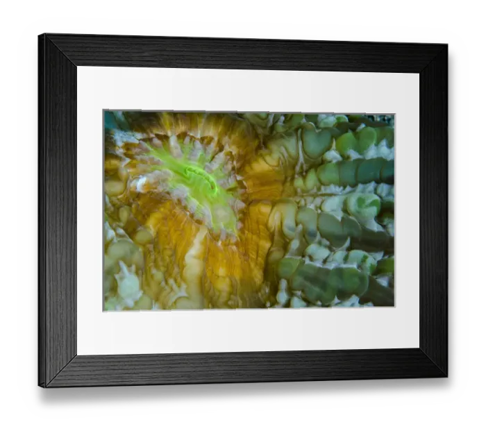 Framed Print : Indonesia, West Papua, Raja Ampat. Close-up of hard coral