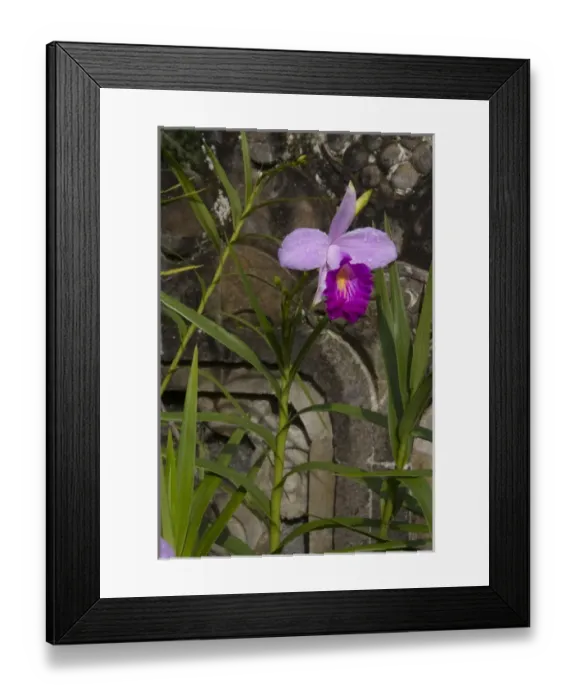 Framed Print : Asia, Indonesia, Bali. Orchid at Eka Karya Botanic Garden, also known as Bali Botanic
