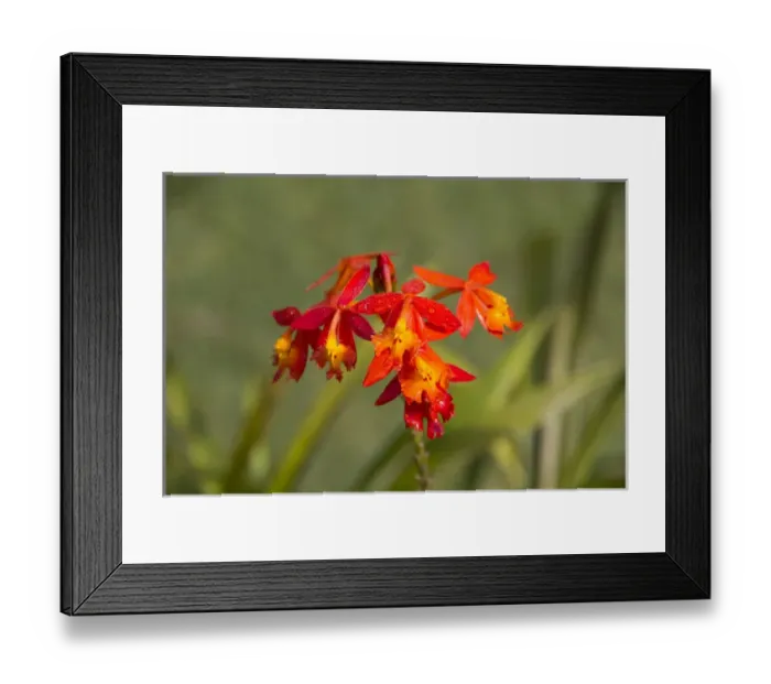 Framed Print : Asia, Indonesia, Bali. Eka Karya Botanic Garden, also known as Bali Botanic Garden Framed Print : Asia, Indonesia, Bali. Eka Karya Botanic Garden, also known as Bali Botanic Garden