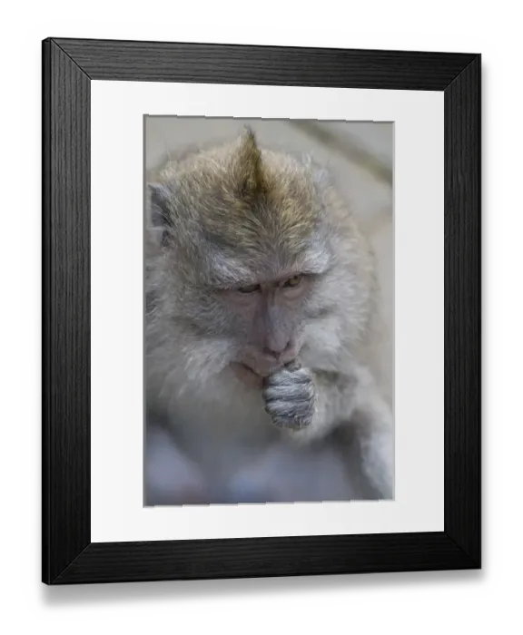 Framed Print : Asia, Indonesia, Bali. The Monkey Forest of Padangtegal represents a sacred Balinese Hindu site