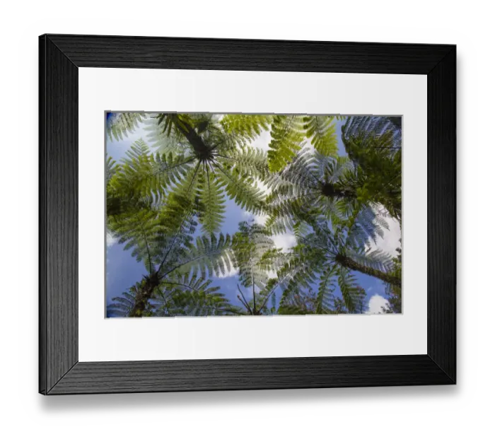Framed Print : Asia, Indonesia, Bali. Palms reach to the sky at Eka Karya Botanic Garden, also known Framed Print : Asia, Indonesia, Bali. Palms reach to the sky at Eka Karya Botanic Garden, also known