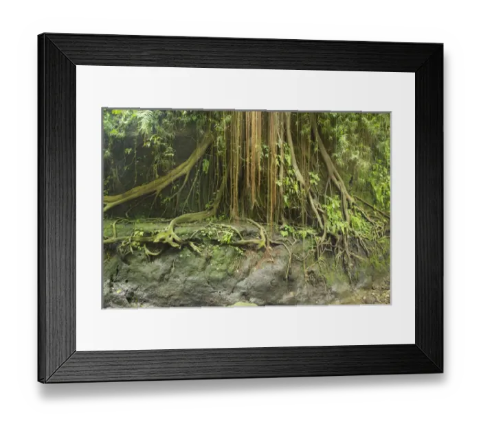 Framed Print : Asia, Indonesia, Bali. Indonesia, Ubud. The Ubud Monkey Forest is a nature reserve Framed Print : Asia, Indonesia, Bali. Indonesia, Ubud. The Ubud Monkey Forest is a nature reserve