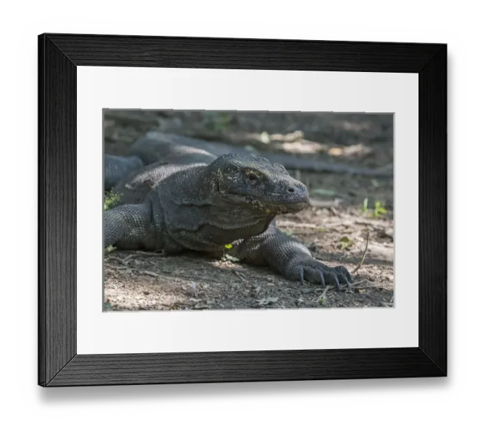 Framed Print : Indonesia, Komodo Island. Komodo National Park, UNESCO World Heritage Site. Famous Komodo dragon Framed Print : Indonesia, Komodo Island. Komodo National Park, UNESCO World Heritage Site. Famous Komodo dragon