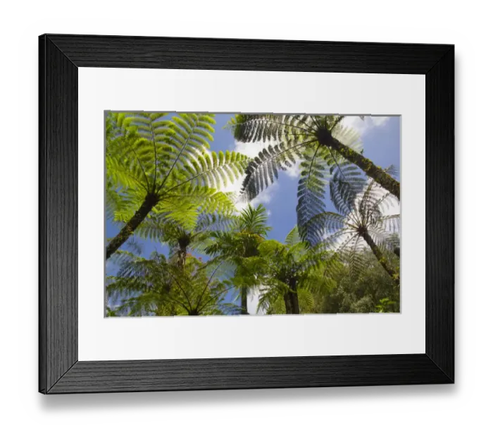 Framed Print : Asia, Indonesia, Bali. Palms reachto the sky at Eka Karya Botanic Garden, also known
