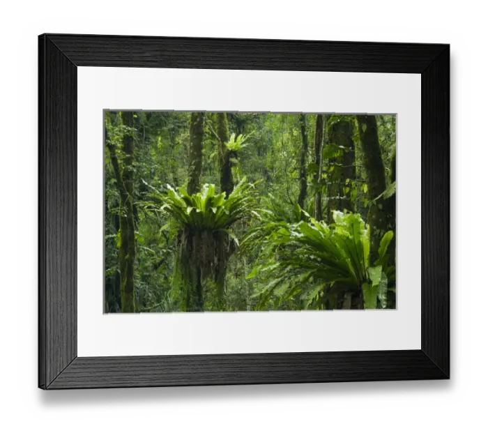 Framed Print : Asia, Indonesia, Bali. Eka Karya Botanic Garden, also known as Bali Botanic Garden Framed Print : Asia, Indonesia, Bali. Eka Karya Botanic Garden, also known as Bali Botanic Garden