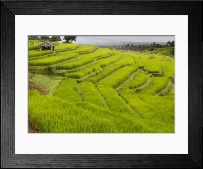 Framed Print : Asia, Indonesia, Bali. Terraced Subak (irrigation) Rice fields of Bali Island, Indonesia Framed Print : Asia, Indonesia, Bali. Terraced Subak (irrigation) Rice fields of Bali Island, Indonesia