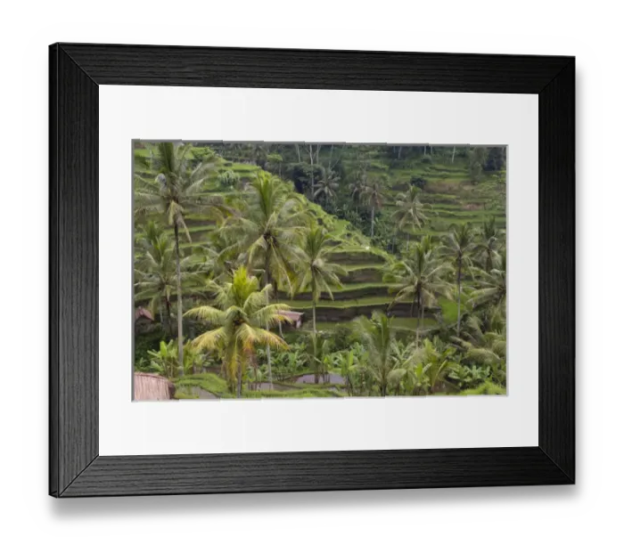 Framed Print : Asia, Indonesia, Bali. Terraced Subak (irrigation) Rice paddies of Bali Island, Indonesia Framed Print : Asia, Indonesia, Bali. Terraced Subak (irrigation) Rice paddies of Bali Island, Indonesia