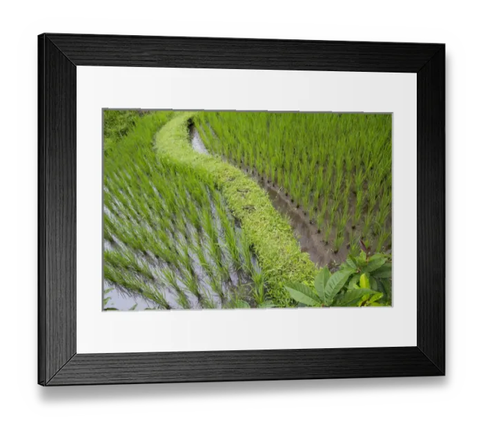Framed Print : Asia, Indonesia, Bali. Terraced Subak Rice paddies of Bali Island, Indonesia