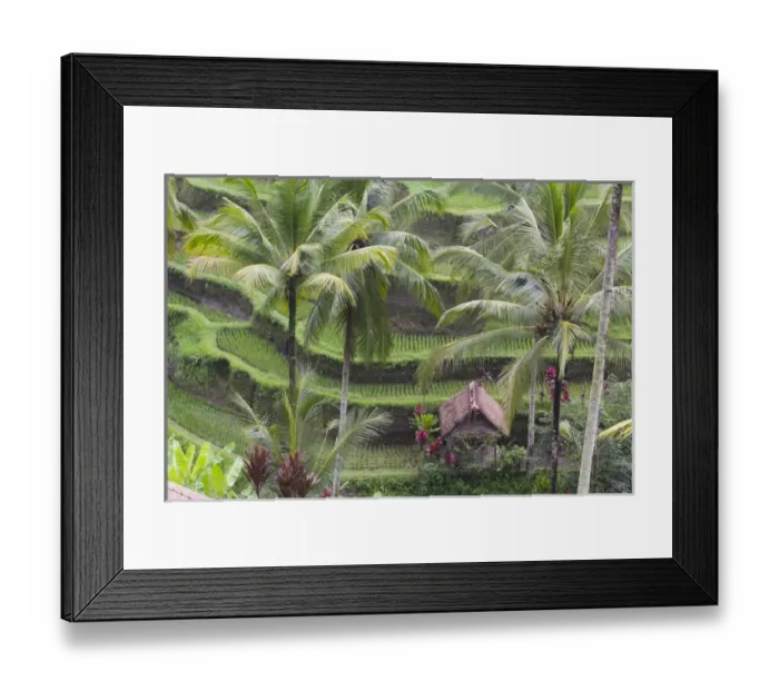 Framed Print : Asia, Indonesia, Bali. Village house near terraced Subak(irrigation) Rice paddies of Bali Island Framed Print : Asia, Indonesia, Bali. Village house near terraced Subak(irrigation) Rice paddies of Bali Island