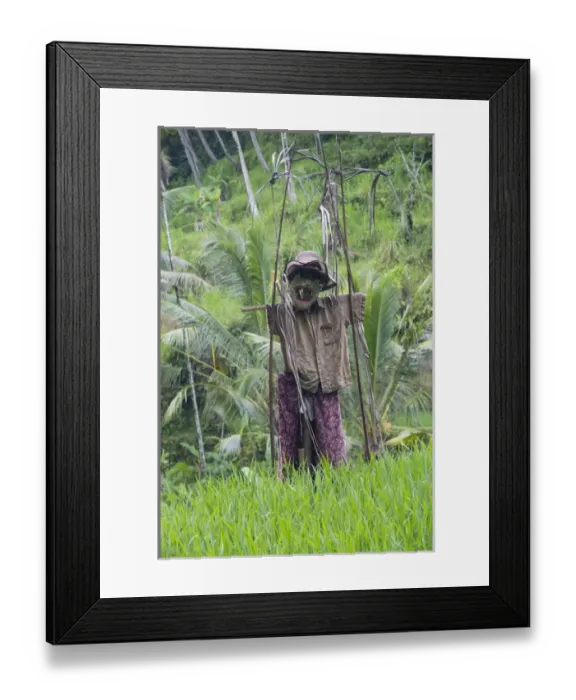 Framed Print : Asia, Indonesia, Bali. Scare Crow wards off intruders near terraced Subak Rice paddies Framed Print : Asia, Indonesia, Bali. Scare Crow wards off intruders near terraced Subak Rice paddies