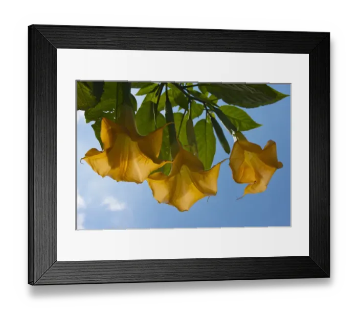 Framed Print : Wild flowers, Java, Indonesia