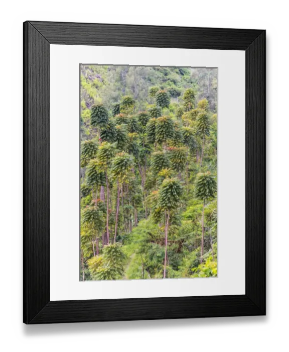 Framed Print : Forest in the mountain, East Java, Indonesia