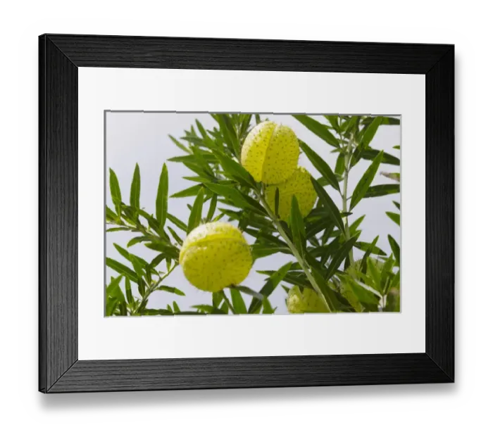 Framed Print : Fruit near Tengger Semeru National Park, East Java, Indonesia Framed Print : Fruit near Tengger Semeru National Park, East Java, Indonesia