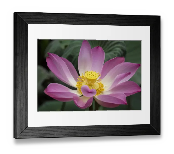 Framed Print : Asia, Indonesia, Bali. Pink Lotus flower, water lily, nymphaea species, Ubud, Bali Framed Print : Asia, Indonesia, Bali. Pink Lotus flower, water lily, nymphaea species, Ubud, Bali