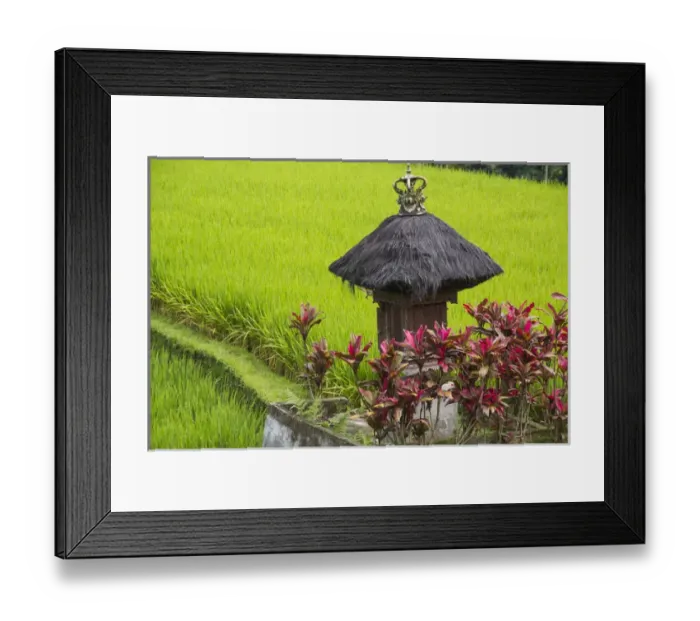 Framed Print : Asia, Indonesia, Bali. Terraced Subak (irrigation) Rice fields of Bali Island, Indonesia Framed Print : Asia, Indonesia, Bali. Terraced Subak (irrigation) Rice fields of Bali Island, Indonesia