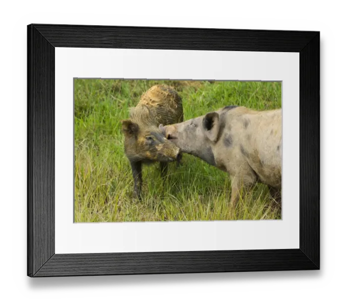 Framed Print : Pigs in the village, Wamena, Papua, Indonesia Framed Print : Pigs in the village, Wamena, Papua, Indonesia