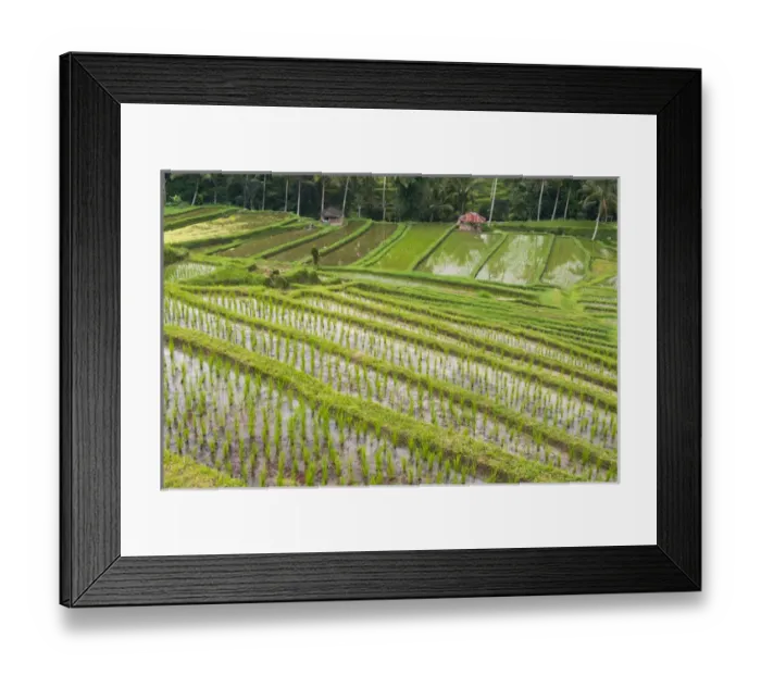 Framed Print : Water filled rice terraces, Bali island, Indonesia Framed Print : Water filled rice terraces, Bali island, Indonesia