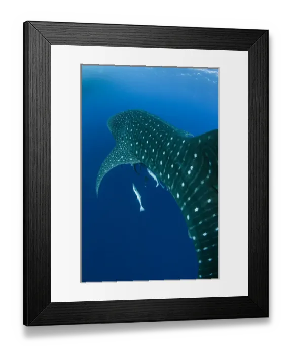 Framed Print : Whale Shark (Rhincodon typus) Cenderawasih Bay West Papua Indonesia