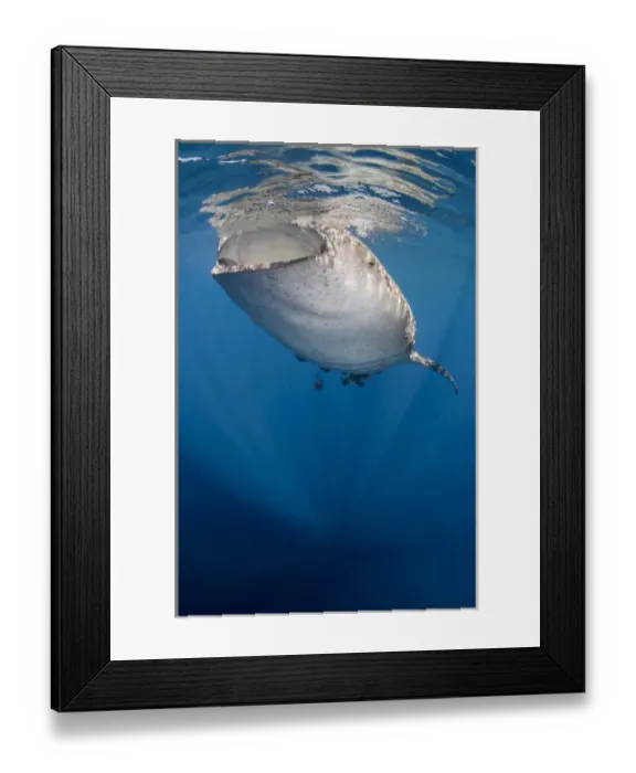 Framed Print : Whale Shark (Rhincodon typus) Cenderawasih Bay West Papua Indonesia Framed Print : Whale Shark (Rhincodon typus) Cenderawasih Bay West Papua Indonesia