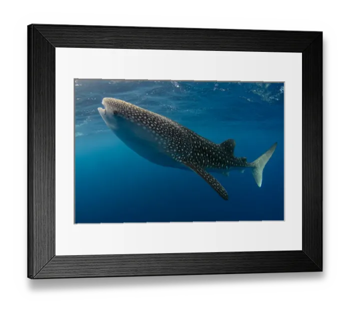 Framed Print : Whale Shark (Rhincodon typus) Cenderawasih Bay West Papua Indonesia Framed Print : Whale Shark (Rhincodon typus) Cenderawasih Bay West Papua Indonesia