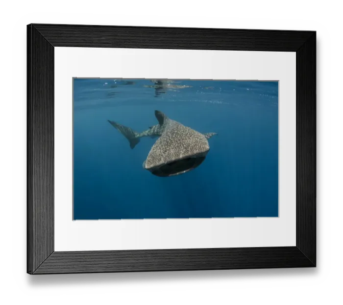 Framed Print : Whale Shark (Rhincodon typus) Cenderawasih Bay West Papua Indonesia
