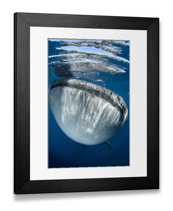 Framed Print : Whale Shark (Rhincodon typus) Cenderawasih Bay West Papua Indonesia