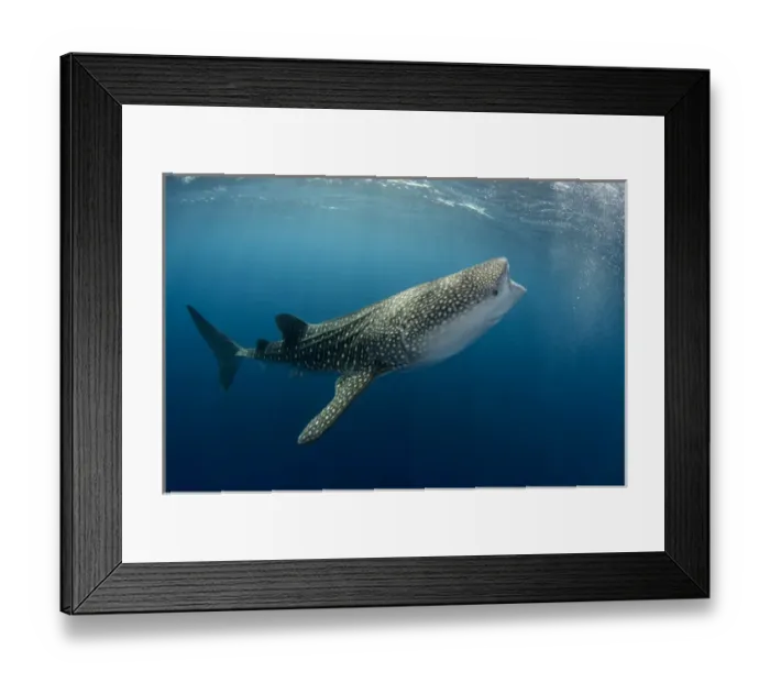 Framed Print : Whale Shark (Rhincodon typus) Cenderawasih Bay West Papua Indonesia Framed Print : Whale Shark (Rhincodon typus) Cenderawasih Bay West Papua Indonesia