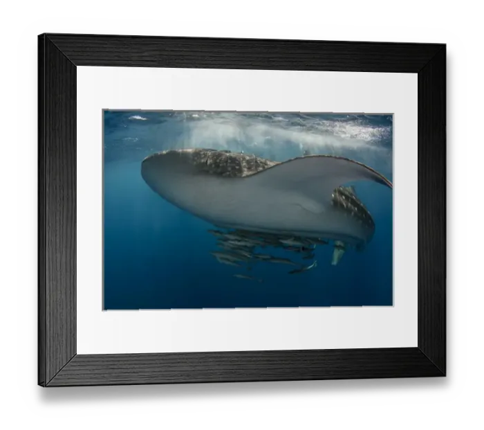 Framed Print : Whale Shark (Rhincodon typus) Cenderawasih Bay West Papua Indonesia Framed Print : Whale Shark (Rhincodon typus) Cenderawasih Bay West Papua Indonesia