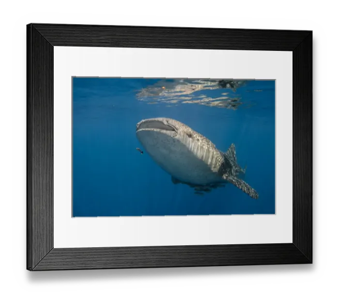 Framed Print : Whale Shark (Rhincodon typus) Cenderawasih Bay West Papua Indonesia