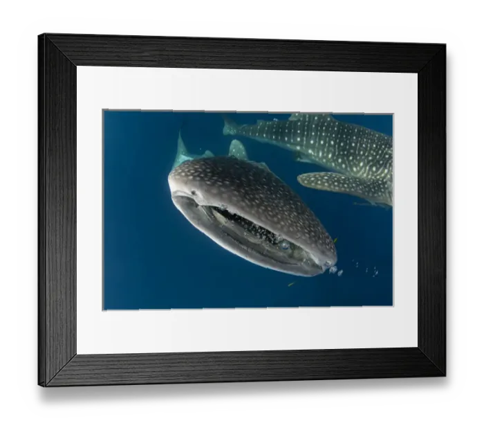 Framed Print : Whale Shark (Rhincodon typus) Cenderawasih Bay West Papua Indonesia