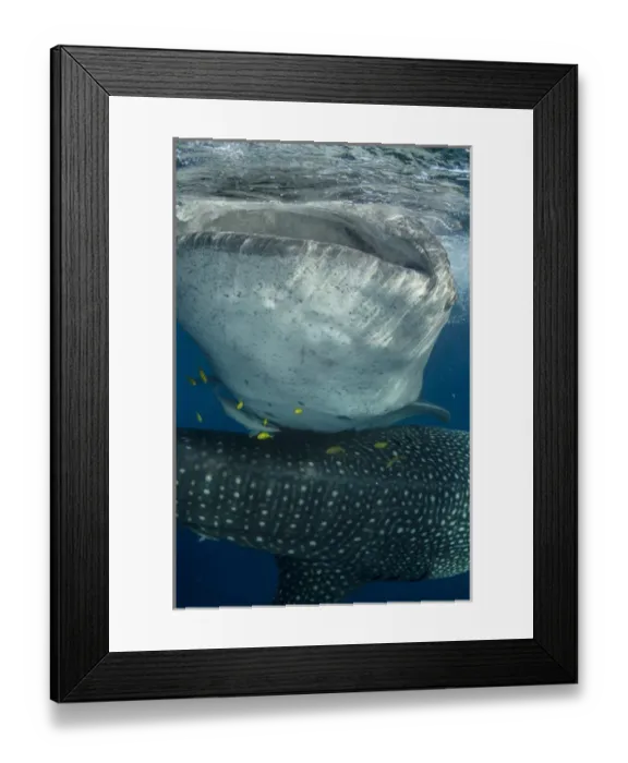 Framed Print : Whale Shark (Rhincodon typus) Cenderawasih Bay West Papua Indonesia Framed Print : Whale Shark (Rhincodon typus) Cenderawasih Bay West Papua Indonesia