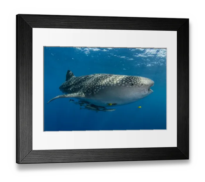 Framed Print : Whale Shark (Rhincodon typus) Cenderawasih Bay West Papua Indonesia Framed Print : Whale Shark (Rhincodon typus) Cenderawasih Bay West Papua Indonesia