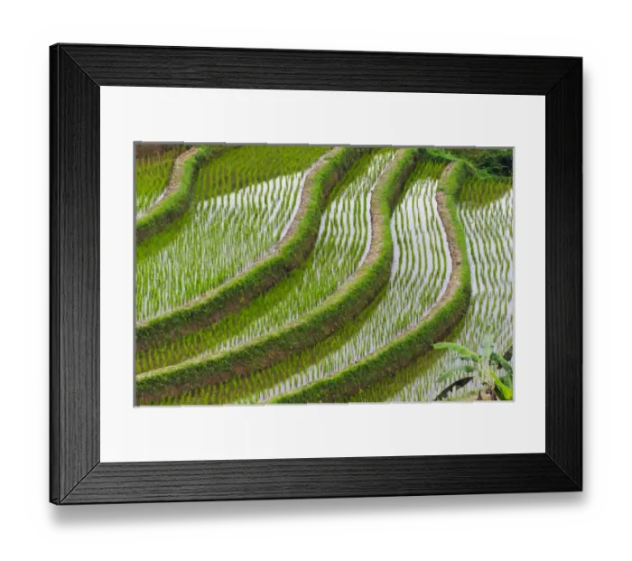 Framed Print : Water filled rice terraces, Bali island, Indonesia