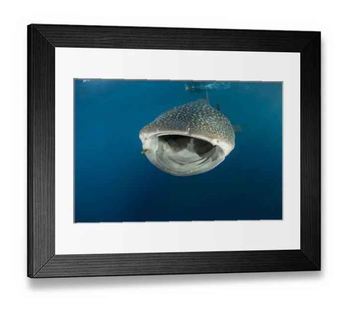 Framed Print : Whale Shark (Rhincodon typus) Cenderawasih Bay West Papua Indonesia