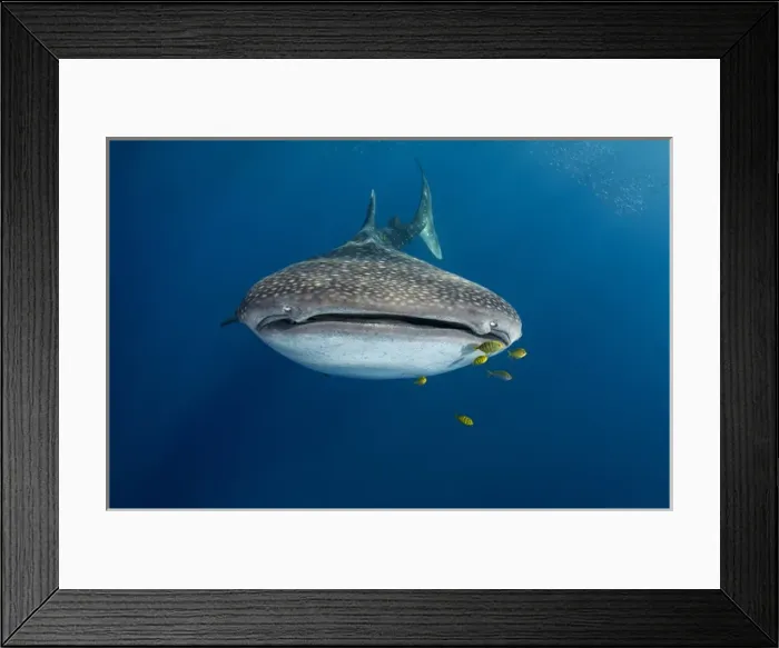 Framed Print : Whale Shark (Rhincodon typus) & Golden Trevally (Gnathanodon speciosus)