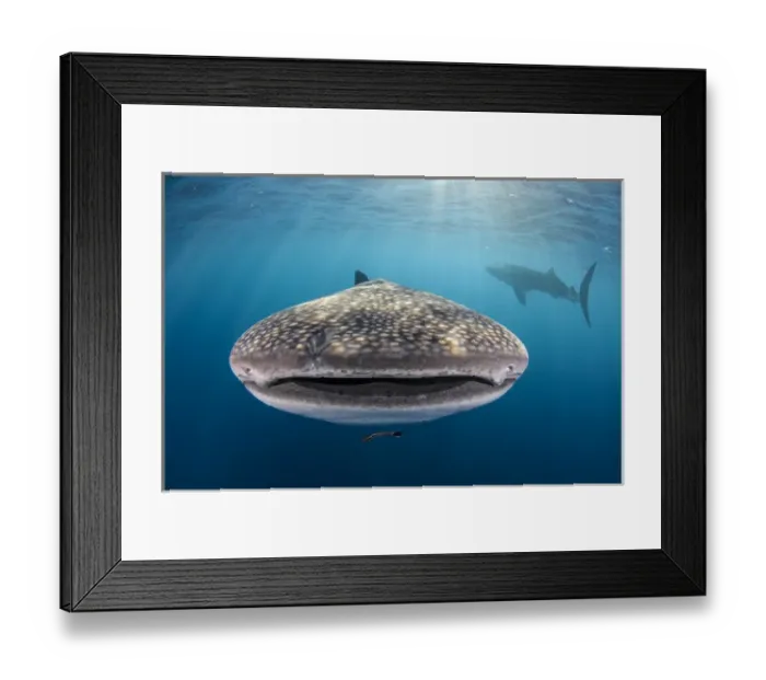 Framed Print : Whale Shark (Rhincodon typus) Cenderawasih Bay West Papua Indonesia