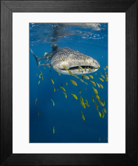 Framed Print : Whale Shark (Rhincodon typus) & Golden Trevally (Gnathanodon speciosus)