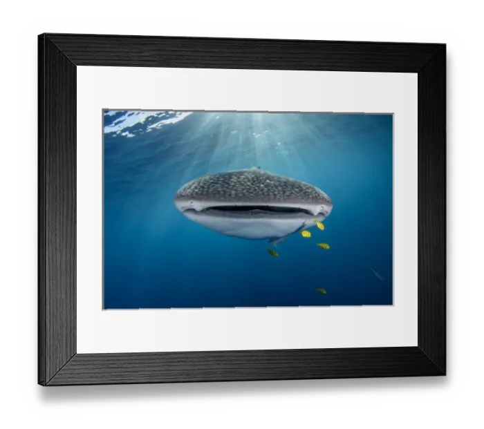 Framed Print : Whale Shark (Rhincodon typus) & Golden Trevally (Gnathanodon speciosus)