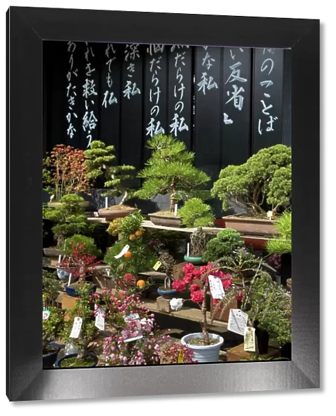 Asia, Japan, Tokyo, display of bonsai trees for sale