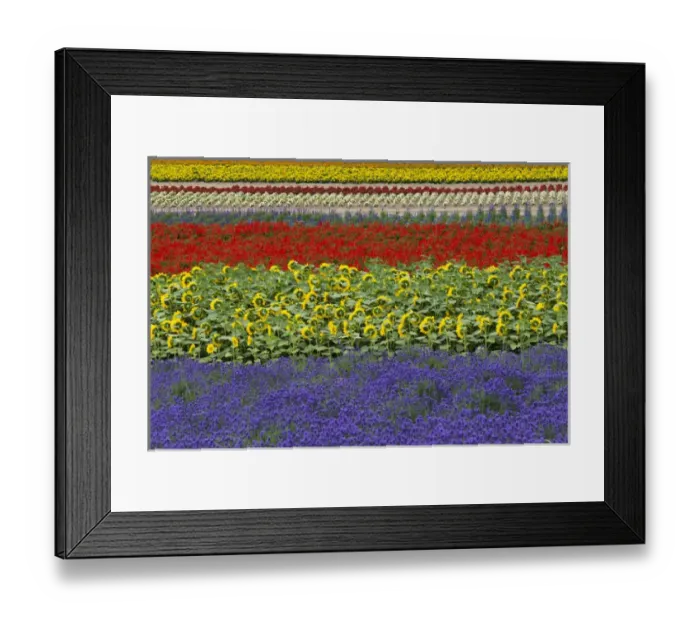 Framed Print : Lavender farm, Furano, Hokkaido Prefecture, Japan