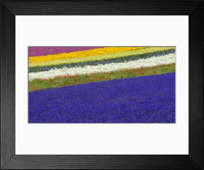 Framed Print : Lavender farm, Furano, Hokkaido Prefecture, Japan