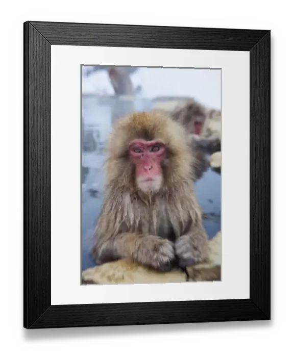 Framed Print : Japanese macaque (Macaca fuscata) / Snow monkey, Joshin-etsu National Park, Honshu, Japan Framed Print : Japanese macaque (Macaca fuscata) / Snow monkey, Joshin-etsu National Park, Honshu, Japan