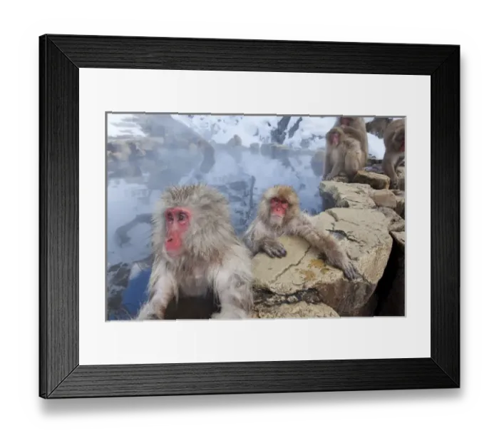 Framed Print : Japanese macaque (Macaca fuscata) / Snow monkey, Joshin-etsu National Park, Honshu, Japan Framed Print : Japanese macaque (Macaca fuscata) / Snow monkey, Joshin-etsu National Park, Honshu, Japan