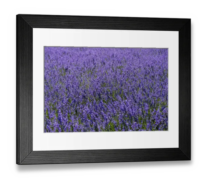 Framed Print : Lavender farm, Furano, Hokkaido Prefecture, Japan Framed Print : Lavender farm, Furano, Hokkaido Prefecture, Japan