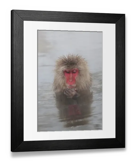 Framed Print : Japanese macaque (Macaca fuscata) / Snow monkey, Joshin-etsu National Park, Honshu, Japan Framed Print : Japanese macaque (Macaca fuscata) / Snow monkey, Joshin-etsu National Park, Honshu, Japan