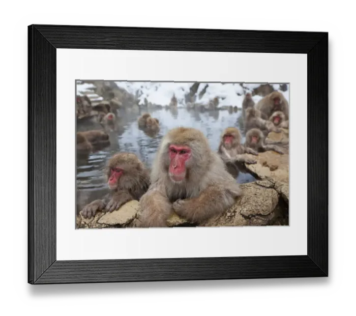 Framed Print : Japanese macaque (Macaca fuscata)  /  Snow monkey, Joshin-etsu National Park, Honshu, Japan