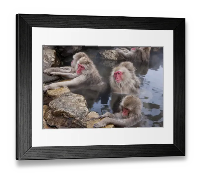 Framed Print : Japanese macaque (Macaca fuscata) / Snow monkey, Joshin-etsu National Park, Honshu, Japan Framed Print : Japanese macaque (Macaca fuscata) / Snow monkey, Joshin-etsu National Park, Honshu, Japan