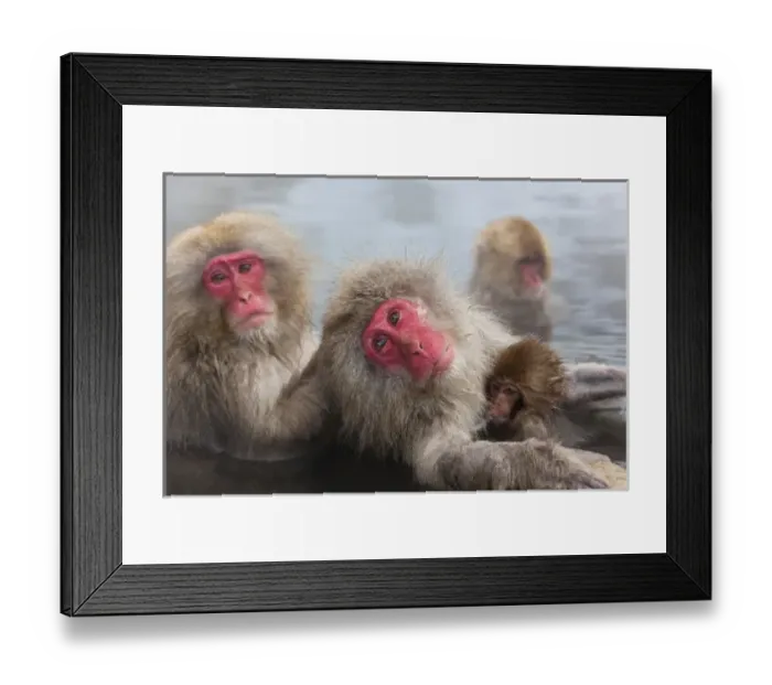 Framed Print : Japanese macaque (Macaca fuscata) / Snow monkey, Joshin-etsu National Park, Honshu, Japan Framed Print : Japanese macaque (Macaca fuscata) / Snow monkey, Joshin-etsu National Park, Honshu, Japan