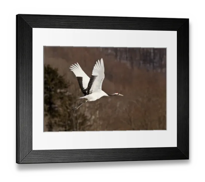 Framed Print : Red Crowned Cranes (Grus japonensis) in snow Hokkaido Japan Framed Print : Red Crowned Cranes (Grus japonensis) in snow Hokkaido Japan